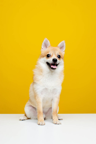 Chihuahua sitting on a white table, quality photos. on a liang color background - Φωτογραφία, εικόνα
