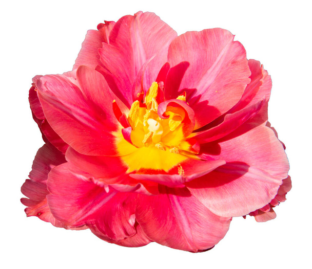Gros plan d'un bourgeon de tulipe ouvert avec d'élégants pétales roses isolés sur un fond blanc. Une belle fleur de tulipe rouge-rose avec un noyau jaune et des étamines. Fleur de tulipe pour la conception. - Photo, image
