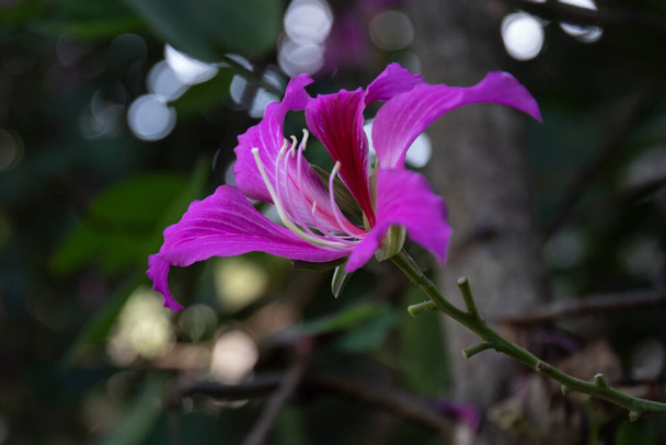 Güzel Mor Çiçek, Bauhinia Hong Kong Orkide Ağacı veya Orkide Bauhinia ,  - Fotoğraf, Görsel
