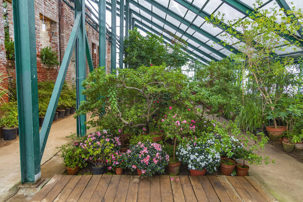 La idea de decorar el interior de un jardín de invierno con plantas tropicales y exóticas - Foto, Imagen