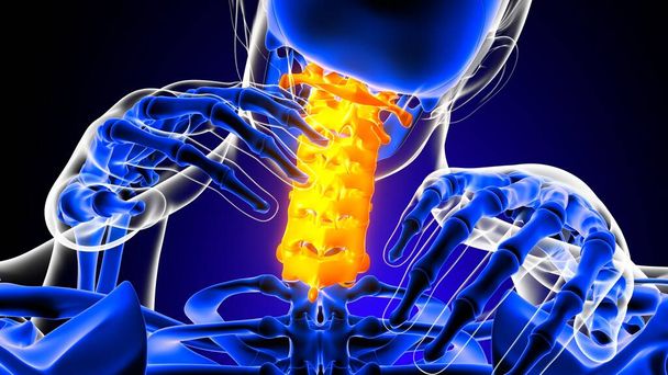 Cervical spine neck joint pain Anatomy For Medical Concept 3D Illustration - Фото, изображение