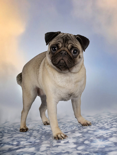 young pug in front of blue background - Photo, Image