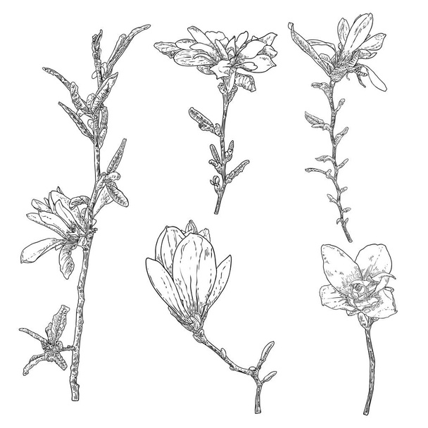 Manolya çiçeği çizimleri. Gerçek ağaçtan alınmış çiçekli botanik dallarının çizimi. Beyaz arka planda izole edilmiş siyah ve beyaz çizgiler. Manolya çiçeğinin gerçek hayatta çizilmiş hali. Vektör. - Vektör, Görsel