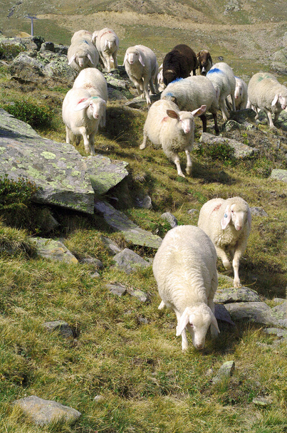 Миграция овец
 - Фото, изображение