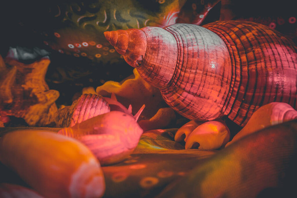 Composition on the theme of the underwater world - Photo, Image