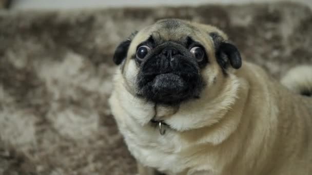 Κοντινό πλάνο πορτρέτο ενός σκυλιού pug, έκπληκτος, βρυχηθμός και αγανακτισμένος, κοιτάζοντας την κάμερα - Πλάνα, βίντεο