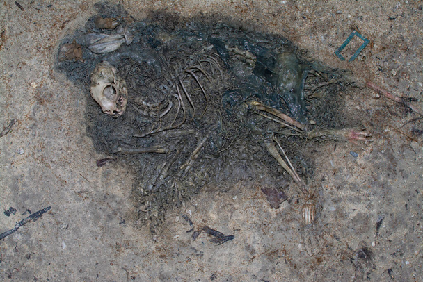 мертвый труп животного на песчаной земле. - Фото, изображение