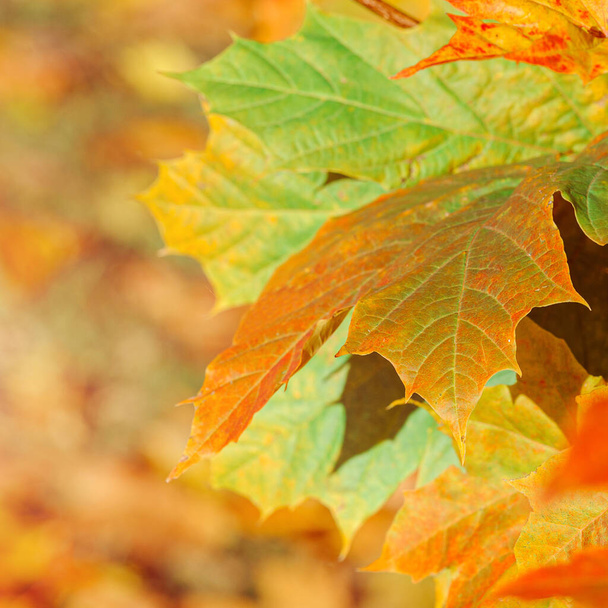 Colourful autumn maple leaves on soft background. - Zdjęcie, obraz