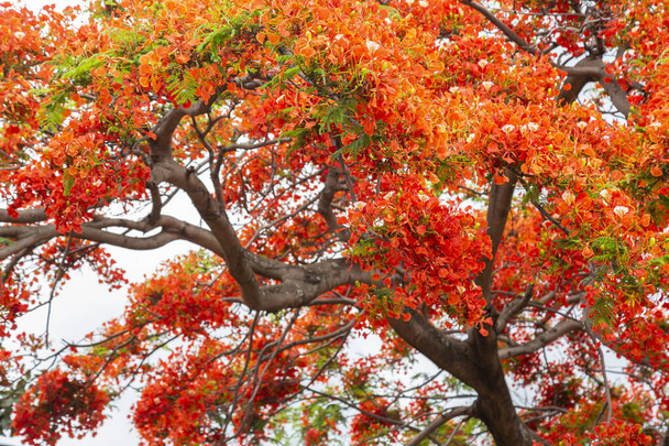 kuninkaallinen poinciana, (Delonix regia), jota kutsutaan myös mahtipontiseksi puuksi tai riikinkukoksi - Valokuva, kuva