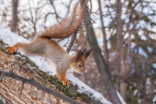 Squirrel in winter sits on a tree trunk with snow. Eurasian red squirrel, Sciurus vulgaris, sitting on branch covered in snow in winter. - Фото, зображення