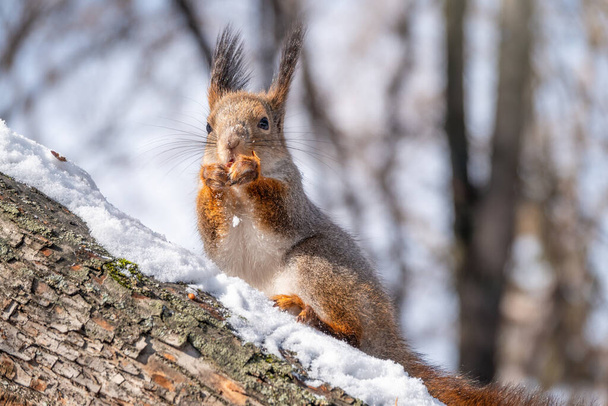 The squirrel with nut sits on tree in the winter or late autumn. Eurasian red squirrel, Sciurus vulgaris. - Fotoğraf, Görsel