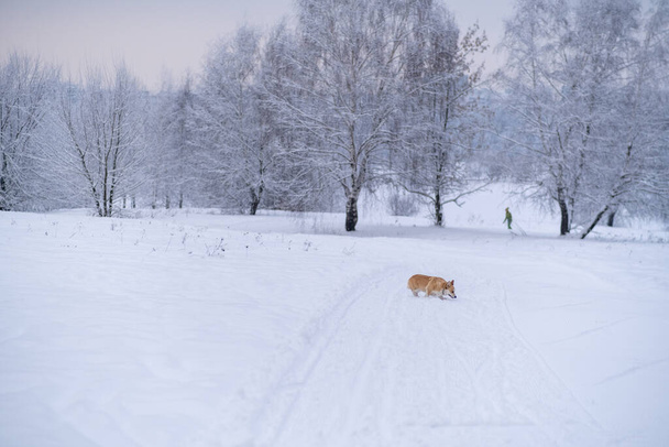 A dog in the snow. Winter in Russia - Фото, зображення