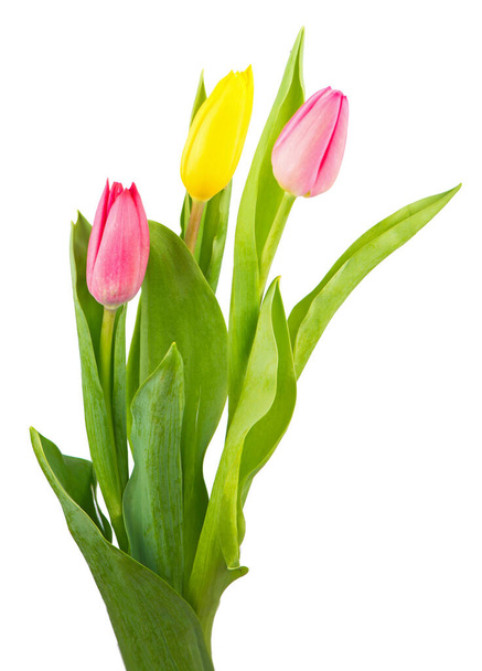 bouquet of tulips on a white background - Photo, image