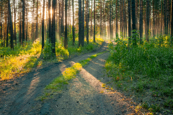 západ slunce v lesích, venkovská cesta, přírodní les pozadí - Fotografie, Obrázek
