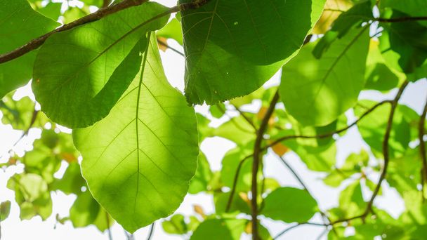 foglie verdi sull'albero - Foto, immagini
