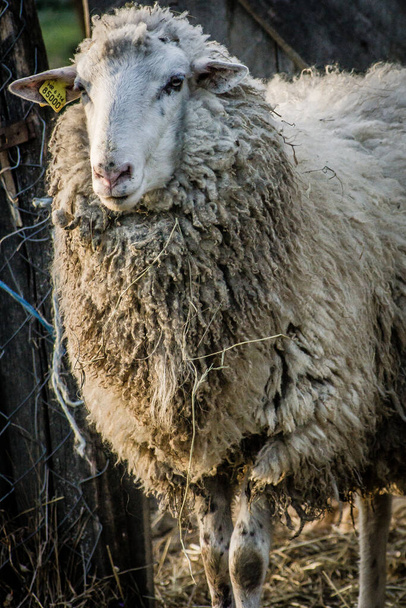 sheep in the farm - Foto, Imagem