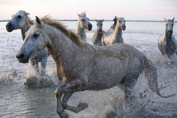 wild horses in the water - Foto, imagen