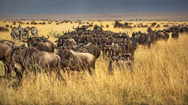herd of zebras in the savannah of kenya - Φωτογραφία, εικόνα