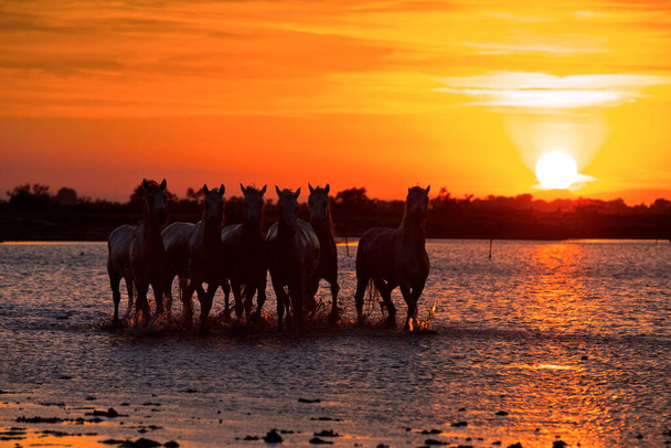 silhouette of a horse at sunset - Fotoğraf, Görsel