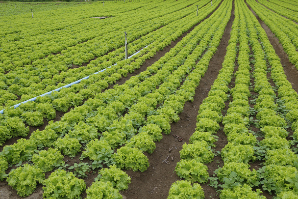 lettuce plantation - Photo, Image