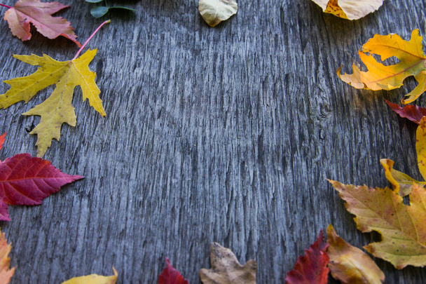 fondo de otoño con hojas de colores en tablero de madera - Foto, imagen