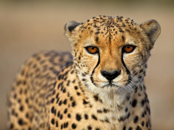 cheetah in the kruger national park, south africa - Zdjęcie, obraz