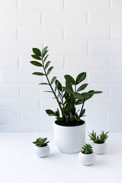 Topfpflanzen auf einem Tisch vor einer weißen Ziegelwand. Mini-Interior-Terrier-Konzept - Foto, Bild