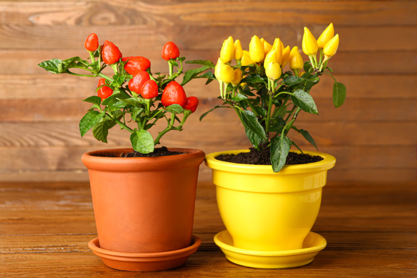 Pepper trees in pots on wooden background - Zdjęcie, obraz