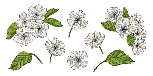 Квіти груші і листя ізольовані на білому. Рука намальована лінія Векторні ілюстрації. Епс 10
 - Вектор, зображення