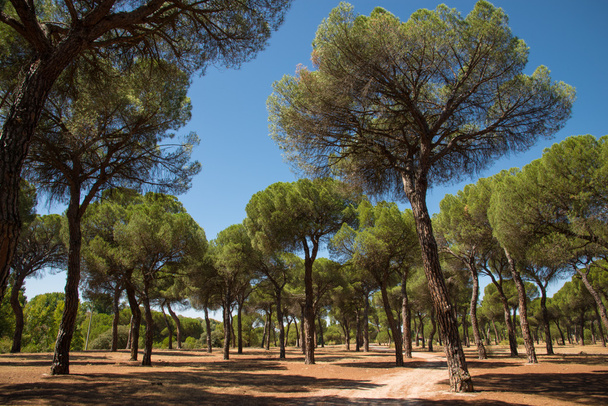 pine grove - Photo, Image