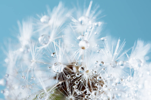 Macro nature abstract background. Beautiful dew drops on dandelion seed macro. soft background. - Foto, afbeelding