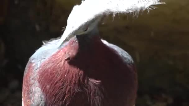 Sclater "gekrönte Taube putzt ihre Federn - Kopf Detail. Seine roten Augen funkeln in der fallenden Sonne. - Filmmaterial, Video