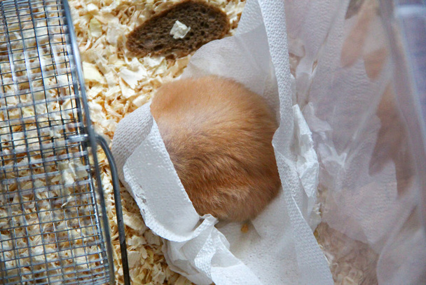 Hamster sleeps wrapped in the napkin - Фото, зображення