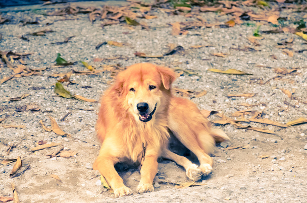 Бездомная собака на земле
 - Фото, изображение