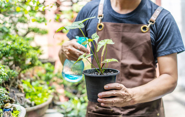 Ένας κηπουρός που δουλεύει με ζουμερά φυτά στην πίσω αυλή. Πότισμα και τάισμα χυμών με ψεκαστήρα. αγάπη για τα φυτά και φροντίδα. Μικρές επιχειρήσεις. - Φωτογραφία, εικόνα