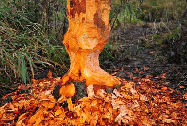 Beaver tree - Photo, Image