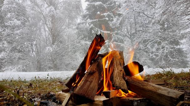 Soğuk kış mevsiminde kamp ateşi yanıyor. Arka planda karla kaplı ağaçlar var.. - Fotoğraf, Görsel