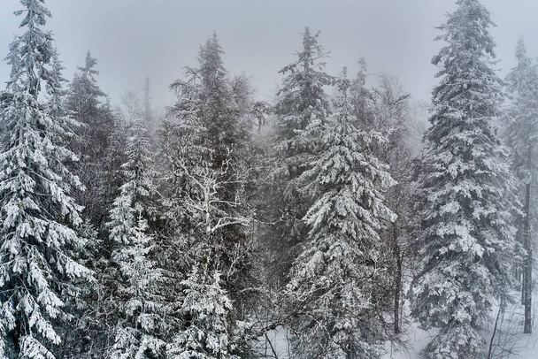 Sněhem pokryté jedle v zimním lese ve sněhu. Krajina země. - Fotografie, Obrázek