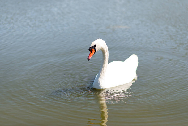 graceful white swan floats on the water - Photo, Image