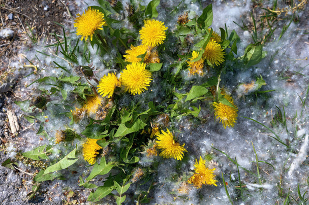 planta de diente de león con flor amarilla creciendo en un suelo cubierto de semillas de álamo blanco - Foto, Imagen