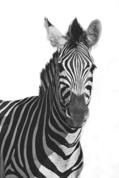 Zebra górska (Equus zebra) w pastwiskach o białym tle. Czarno-białe. - Zdjęcie, obraz