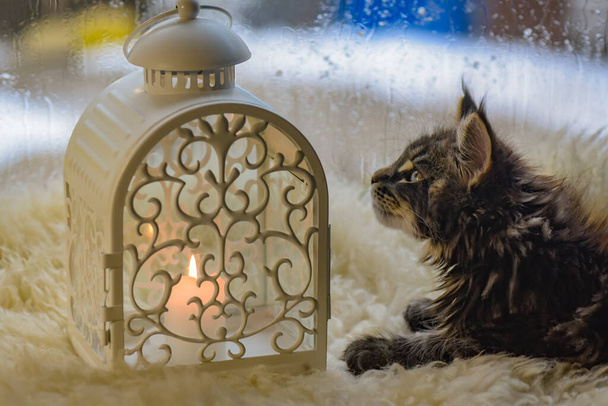 Maine Coon gatito cerca de una linterna de Navidad con una vela - Foto, Imagen