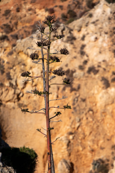 Veduta della tipica pianta di cactus dell'Agave Americana nella regione dell'Algarve. - Foto, immagini