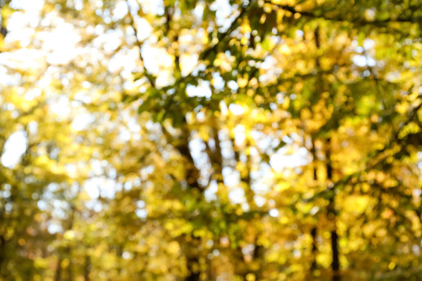 Vista borrosa de los árboles en el hermoso bosque de otoño en el día soleado - Foto, imagen