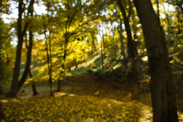 Rozmazaný pohled na podzimní stromy v krásném hustém lese - Fotografie, Obrázek