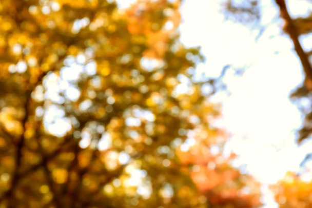 Wazig zicht op boomtakken met gouden bladeren op hemelse achtergrond - Foto, afbeelding
