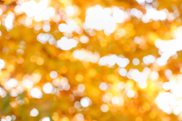 Tree branches with golden leaves on sunny day, blurred view - Fotoğraf, Görsel
