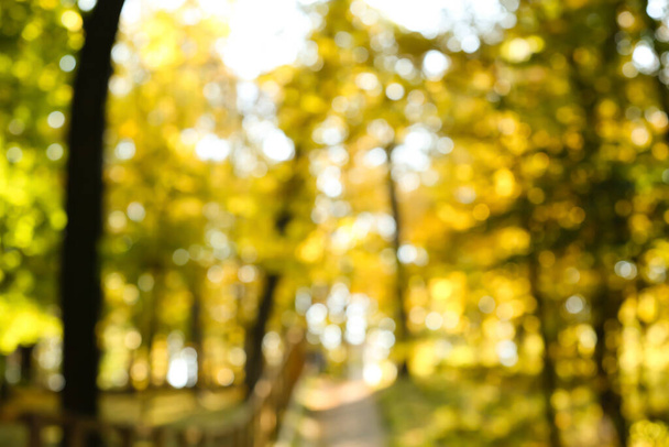 Homályos kilátás gyönyörű őszi erdő ösvényen a napsütéses napon - Fotó, kép