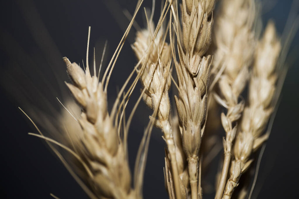 closeup wheat field, ears of grain, selective focus - Фото, изображение