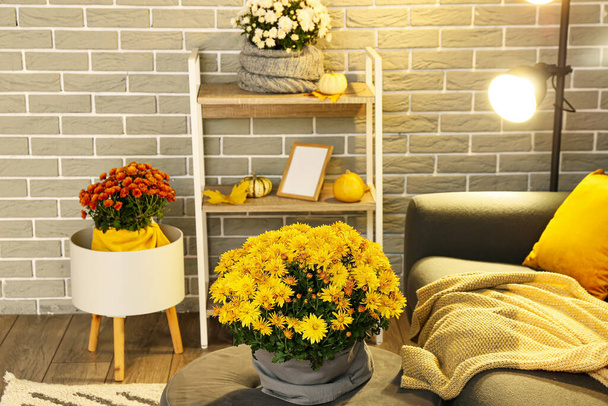 Beautiful Chrysanthemum flowers in stylish living room interior - Foto, Imagem